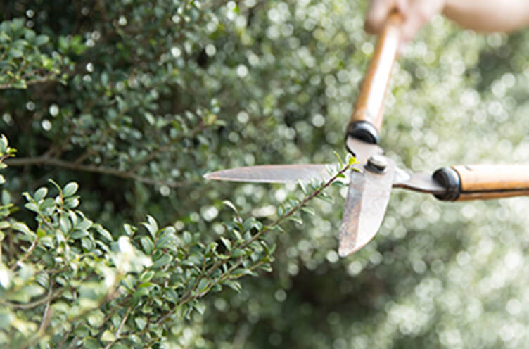 樹木を剪定している様子