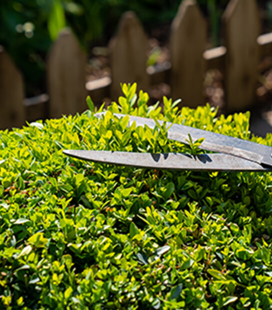 木の伐採をしている様子